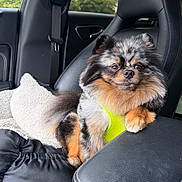 Beast joined the competition — help win amazing prizes! dog, pomeranian, pet, car_interior, seat, leather, harness, fluffy, animal, cute, window, greenery, resting, furry, small_dog, domestic_animal, relaxed, indoors, transportation, companion