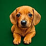 puppy, dog, cute, brown, floppy_ears, pet, animal, young, portrait, studio, green_background, looking_at_camera, adorable, small, fur, front_paws, expression, closeup, domestic_animal, canine