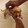 Fergus joined the competition — help win amazing prizes! puppy, dog, bath, water, bubbles, hands, arm, bracelet, tub, cute, pet, wet, small, animal, domestic_animal, young, indoor, cleaning, person, care
