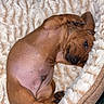 Fergus joined the competition — help win amazing prizes! puppy, dog, brown_dog, pet, sleeping, bed, blanket, cozy, cute, animal, fur, paw, small_dog, resting, indoors, cute_pet, canine, relaxed, fluffy, sleep