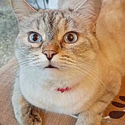 Duchesse a rejoint le concours — aidez-le/la à gagner de superbes lots ! cat, close_up, blue_eyes, heterochromia, fur, whiskers, pet, domestic_animal, curious, face, ears, paws, indoor, animal, feline, sitting, collar, texture, looking_up, portrait