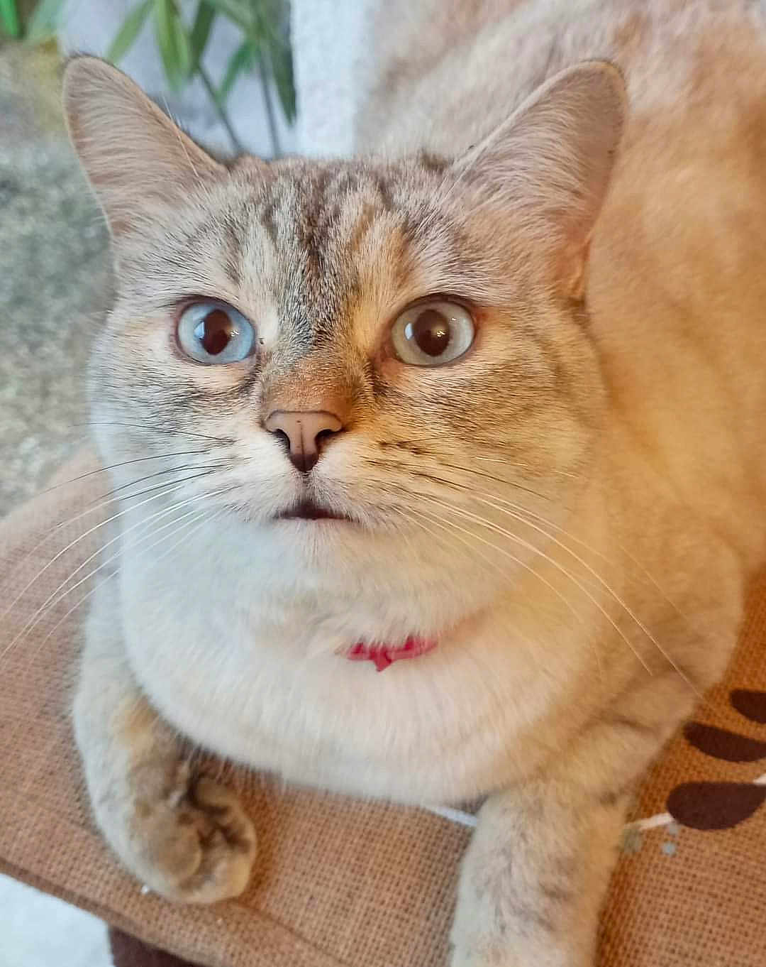 Duchesse a rejoint le concours — aidez-le/la à gagner de superbes lots ! cat, close_up, blue_eyes, heterochromia, fur, whiskers, pet, domestic_animal, curious, face, ears, paws, indoor, animal, feline, sitting, collar, texture, looking_up, portrait