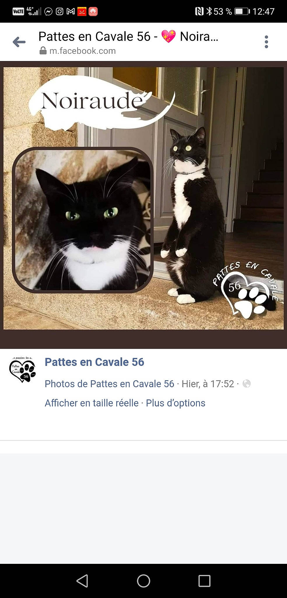Noiraude participe au concours pour gagner de l'argent avec cette photo : black, carnivore, cat, domestic_short_haired_cat, felidae, font, formal_wear, fur, mammal, paper_product, paw, pet_supply, photo_caption, rectangle, screenshot, small_to_medium_sized_cats, snapshot, snout, tail, whiskers
