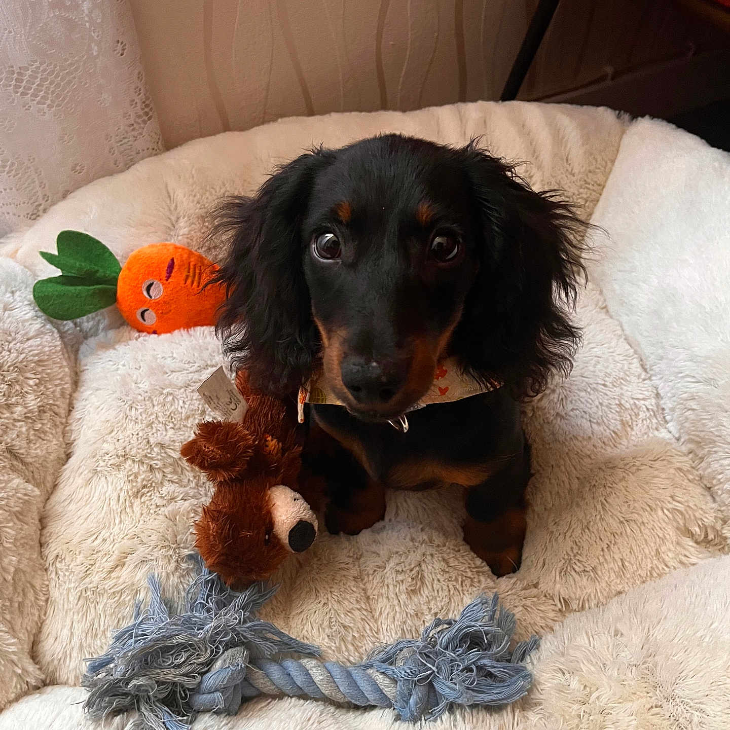 Angèle a rejoint le concours — aidez-le/la à gagner de superbes lots ! black_and_tan, brown_bear_toy, carrot_toy, cozy, curtain, cute, dachshund, dog, dog_bed, ears, floor, fluffy, fur, indoor, looking_up, pet, plush_toy, puppy, rope_toy, wallpaper