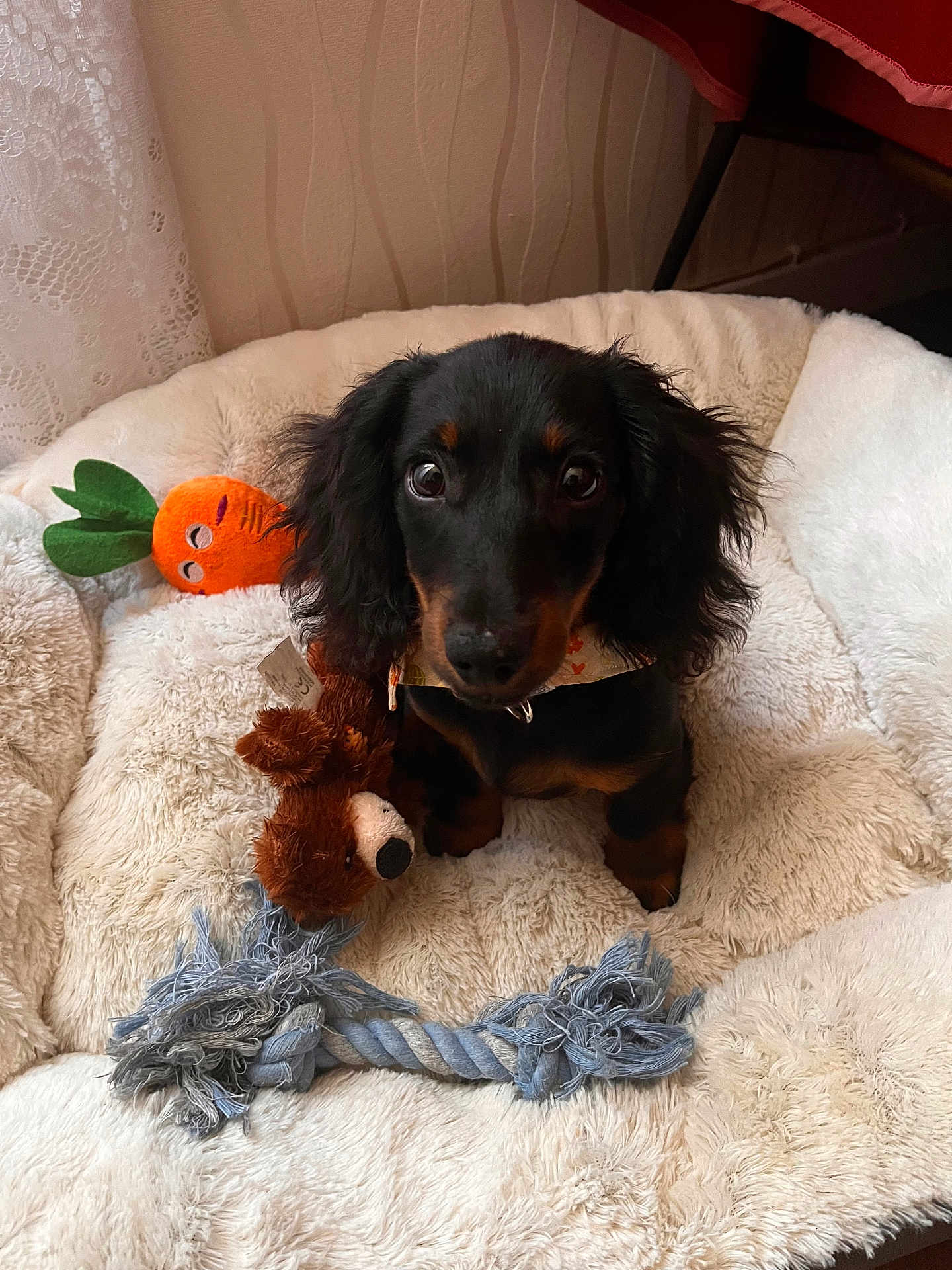 Angèle a rejoint le concours — aidez-le/la à gagner de superbes lots ! dog, puppy, dachshund, black_and_tan, dog_bed, plush_toy, carrot_toy, rope_toy, brown_bear_toy, fluffy, indoor, pet, cute, looking_up, cozy, fur, ears, floor, wallpaper, curtain