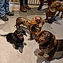dog, dachshund, canine, indoor, floor, pet, animal, group, black_dog, brown_dog, dappled_dog, bandana, legs, shoes, people, curious, playful, cute, looking_up, domestic
