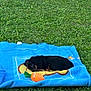 Angèle participe au concours pour gagner de l'argent avec cette photo : puppy, dog, blanket, blue_blanket, grass, outdoor, toy, carrot_toy, pet, cute, lying_down, black_dog, brown_dog, garden, greenery, relaxing, daytime, nature, small_dog, playful