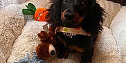 Angèle participe au concours pour gagner de l'argent avec cette photo : dog, puppy, dachshund, toy, plush_toy, rope_toy, dog_bed, fluffy, indoor, curtain, wall, brown, black, tan, cute, pet, collar, fur, animal, small_dog