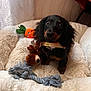 dog, puppy, dachshund, toy, plush_toy, rope_toy, dog_bed, fluffy, indoor, curtain, wall, brown, black, tan, cute, pet, collar, fur, animal, small_dog