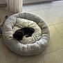Angèle participe au concours pour gagner de l'argent avec cette photo : dog, pet_bed, black_dog, tile_floor, curtains, glass_door, indoor, resting, small_dog, cushion, patterned_cushion, quiet, peaceful, home_interior, sunlight, relaxation, flooring, window, cozy, nap