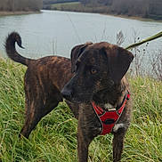 Tango a rejoint le concours — aidez-le/la à gagner de superbes lots ! dog, brindle, red_harness, grass, river, water, outdoor, nature, cloudy_sky, leash, canine, alert, side_view, animal, field, trees, landscape, pet, walking, daytime
