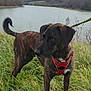 dog, brindle, red_harness, grass, river, water, outdoor, nature, cloudy_sky, leash, canine, alert, side_view, animal, field, trees, landscape, pet, walking, daytime