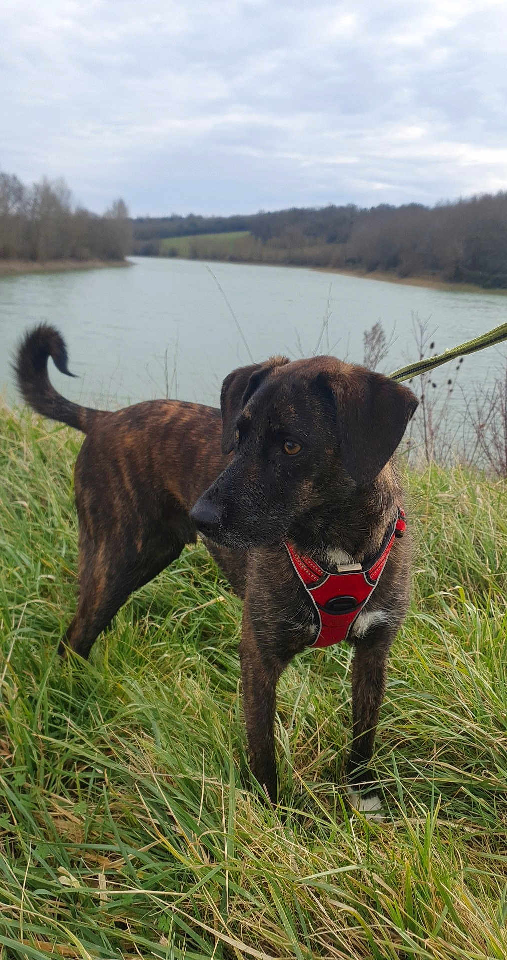 Tango a rejoint le concours — aidez-le/la à gagner de superbes lots ! dog, brindle, red_harness, grass, river, water, outdoor, nature, cloudy_sky, leash, canine, alert, side_view, animal, field, trees, landscape, pet, walking, daytime