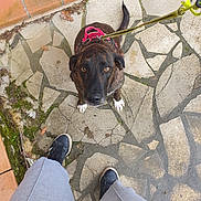 Tango a rejoint le concours — aidez-le/la à gagner de superbes lots ! animal, brown_dog, casual_clothing, close_up, companion, daylight, dog, harness, leash, looking_up, loyal, outdoor, pavement, person, pet, sneakers, stone_floor, sweatpants, waiting, white_paws