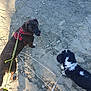 dog, leash, sand, rocks, outdoor, pet, walking, shadow, footwear, black_dog, brown_dog, curious, playful, nature, ground, sunlight, collar, fur, animal, daylight