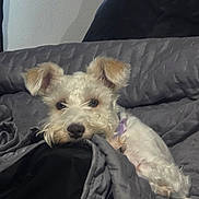 June is registered to the contest to win money with this photo: dog, pet, white_dog, fluffy, quilted_blanket, gray_blanket, resting, cozy, indoor, cute, relaxed, fur, animal, canine, ears, snout, bed, sleepy, companion, couch