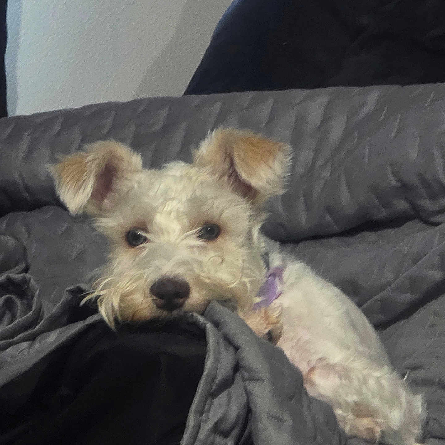 June is registered to the contest to win money with this photo: animal, bed, canine, companion, couch, cozy, cute, dog, ears, fluffy, fur, gray_blanket, indoor, pet, quilted_blanket, relaxed, resting, sleepy, snout, white_dog