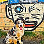 Angel Of Peace a rejoint le concours — aidez-le/la à gagner de superbes lots ! dog, australian_shepherd, puppy, blue_eyes, harness, leash, graffiti, mural, brick_wall, portrait, sitting, tongue_out, grass, sidewalk, colorful, street_art, happy, outdoor, urban, wall