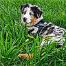 Angel Of Peace a rejoint le concours — aidez-le/la à gagner de superbes lots ! animal, australian_shepherd, blue_eyes, canine, collar, cute, dog, ears, field, fur, grass, greenery, lying_down, muzzle, nature, outdoor, pet, puppy, spring, yellow_flowers