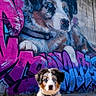 Angel Of Peace participe au concours pour gagner de l'argent avec cette photo : animal, art, blue_sky, collar, colorful, concrete, daylight, dog, graffiti, mural, outdoor, painting, pet, portrait, puppy, sitting, street_art, urban, wall, young_dog