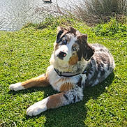 Angel Of Peace a rejoint le concours — aidez-le/la à gagner de superbes lots ! dog, grass, pond, water, duck, sunlight, trees, house, outdoor, animal, pet, nature, blue_eyes, fur, relaxing, daylight, shadow, park, spring, calm