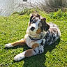 animal, blue_eyes, calm, daylight, dog, duck, fur, grass, house, nature, outdoor, park, pet, pond, relaxing, shadow, spring, sunlight, trees, water