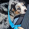 animal, blue_eyes, blue_harness, car, car_seat, closeup, cozy, cute, dog, flower_accessory, fluffy, harness, interior, merle_coat, pet, puppy, resting, seatbelt, travel, young_dog