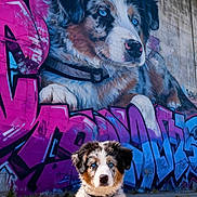 Angel Of Peace participe au concours pour gagner de l'argent avec cette photo : art, blue_eyes, collar, colorful, concrete, cute, daytime, dog, graffiti, mural, outdoor, painting, portrait, puppy, sitting, street_art, sunlight, urban, wall, young_dog