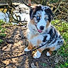 animal, australian_shepherd, blue_eyes, canine, dog, fur, grass, greenery, happy, leash, muddy_path, nature, outdoor, pet, playful, puppy, stream, sunlight, trees, young_dog