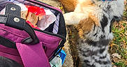 Angel Of Peace a rejoint le concours — aidez-le/la à gagner de superbes lots ! animal, australian_shepherd, bag, black, brown, collar, concrete, curious, dog, grass, leaves, nature, outdoor, paws, pet, puppy, purple_bag, side_view, tree, white