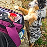 animal, australian_shepherd, bag, black, brown, collar, concrete, curious, dog, grass, leaves, nature, outdoor, paws, pet, puppy, purple_bag, side_view, tree, white