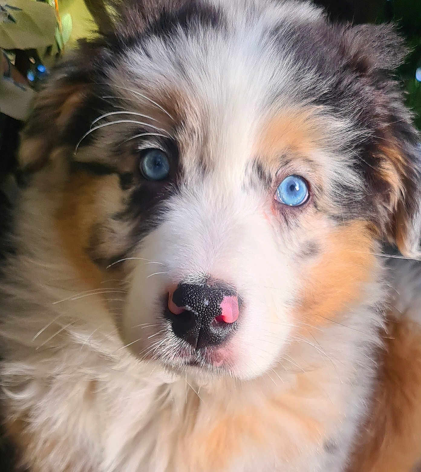 Angel participe au concours pour gagner de l'argent avec cette photo : puppy, dog, blue_eyes, close_up, fluffy, nose, whiskers, fur, pet, animal, portrait, outdoor, nature, young_dog, cute, curious, soft_light, adorable, face, canine