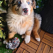Angel a rejoint le concours — aidez-le/la à gagner de superbes lots ! puppy, dog, blue_eyes, fluffy, fur, wooden_deck, green_leaves, snail_figurine, pet, outdoor, cute, small_animal, animal, young_dog, brown_fur, white_fur, black_fur, sitting, nature, curious