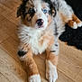 Angel a rejoint le concours — aidez-le/la à gagner de superbes lots ! puppy, dog, blue_eyes, fluffy, multicolored, floor, wooden_floor, indoor, pet, animal, cute, lying_down, black_rug, fur, young_dog, domestic_animal, portrait, looking_up, four_legs, nose