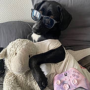Willow participe au concours pour gagner de l'argent avec cette photo : accessories, animal, canine, couch, cushion, dog, face, furniture, head, homedecor, hound, labradorretriever, person, pet, photography, pillow, portrait, puppy, sunglasses, toy