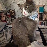 Pierre Purrington joined the competition — help win amazing prizes! abyssinian, animal, blanket, bookcase, cat, couch, doll, face, furniture, head, homedecor, kitten, linen, manx, person, pet, plush, shelf, siamese, toy