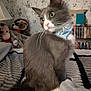 abyssinian, animal, blanket, bookcase, cat, couch, doll, face, furniture, head, homedecor, kitten, linen, manx, person, pet, plush, shelf, siamese, toy