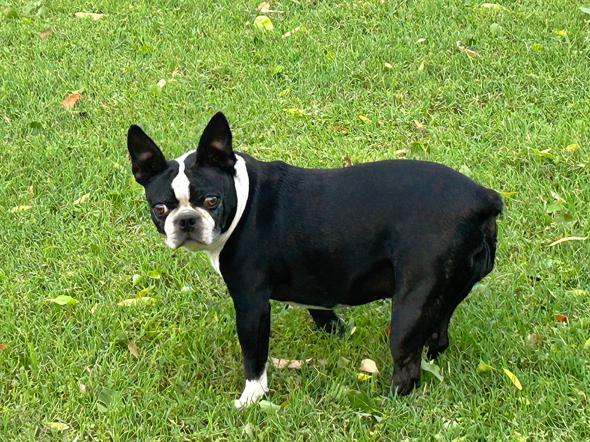 Little Bit joined the competition — help win amazing prizes! boston_terrier, bulldog, canidae, carnivore, collar, companion_dog, dog, dog_breed, dog_collar, fawn, french_bulldog, grass, lawn, molosser, sporting_group, tail, terrestrial_animal, toy_dog, whiskers, working_animal