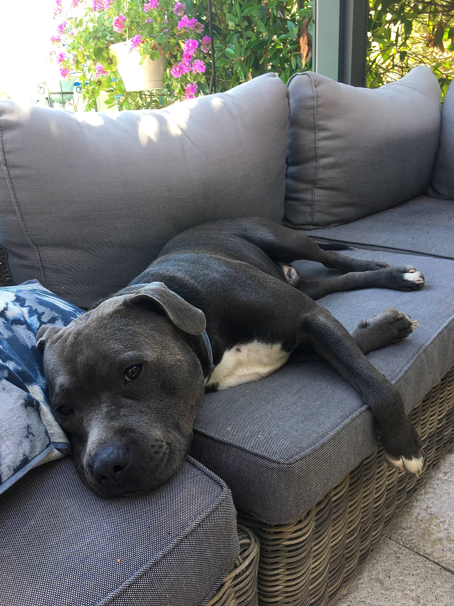 Laïko participe au concours pour gagner de l'argent avec cette photo : canidae, carnivore, comfort, companion_dog, couch, dog, dog_breed, fawn, flooring, flower, flowerpot, grey, guard_dog, outdoor_furniture, plant, shade, sporting_group, studio_couch, terrestrial_animal, working_animal