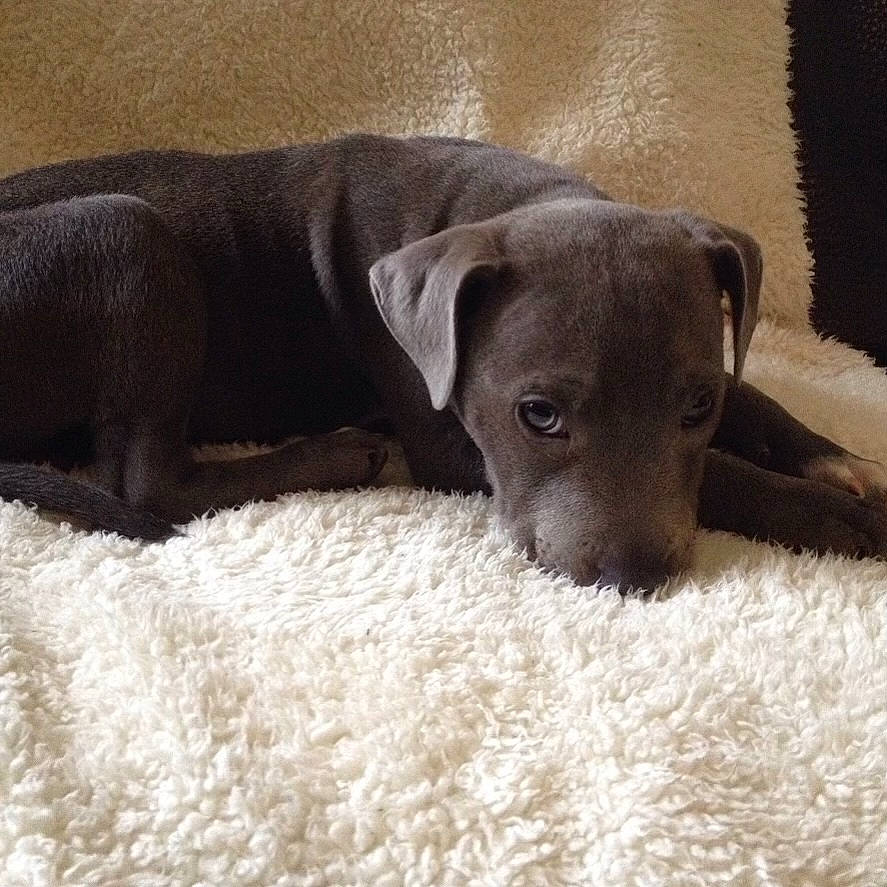 Laïko participe au concours pour gagner de l'argent avec cette photo : borador, canidae, carnivore, comfort, companion_dog, dog, dog_breed, fawn, fur, liver, mammal, non_sporting_group, snout, sporting_group, terrestrial_animal, whiskers, working_animal