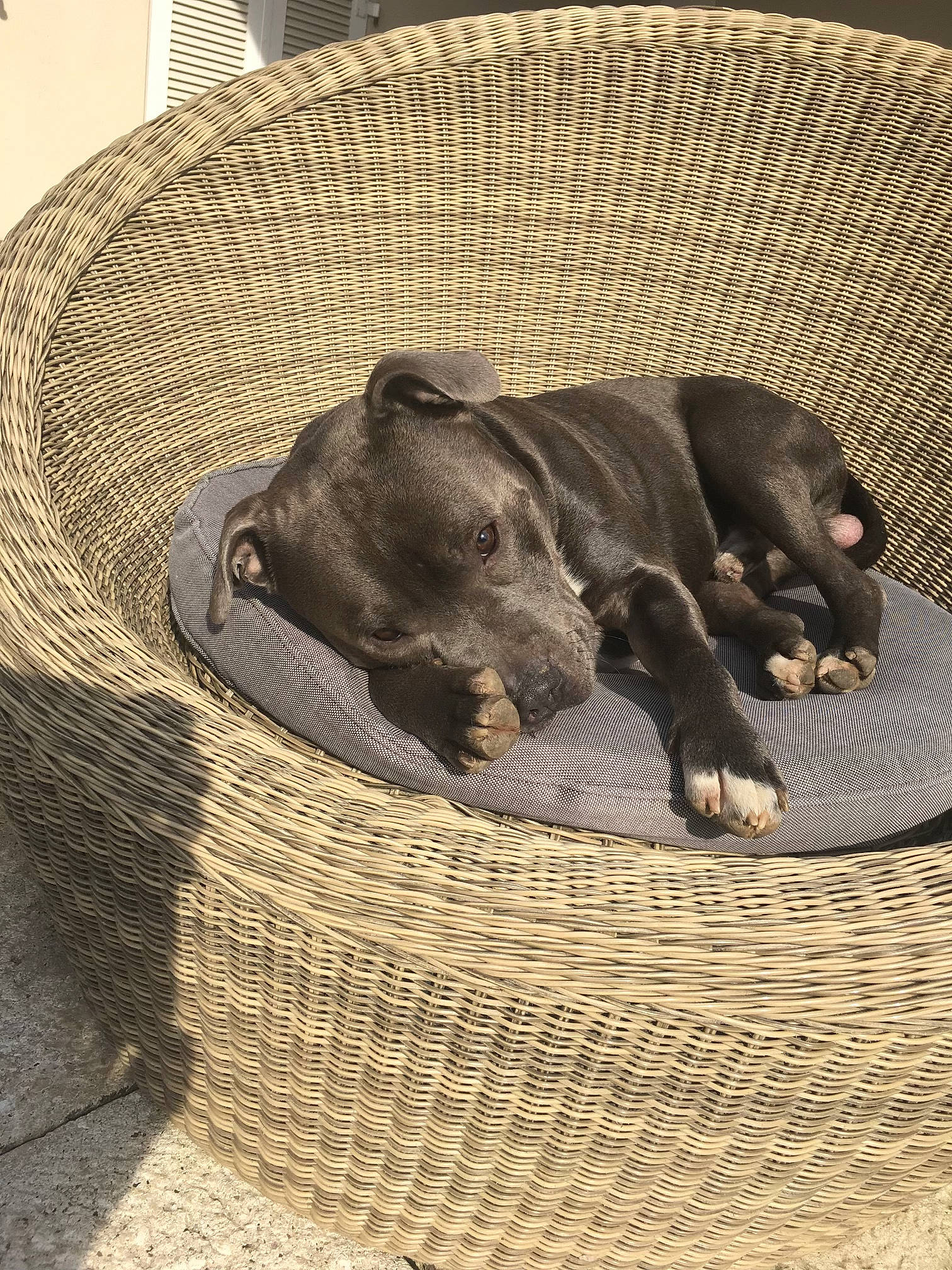 Laïko a rejoint le concours — aidez-le/la à gagner de superbes lots ! animal_shelter, basket, cage, canidae, carnivore, comfort, companion_dog, dog, dog_breed, dog_supply, fawn, guard_dog, liver, nap, pet_supply, snout, sporting_group, terrestrial_animal, wicker, working_animal