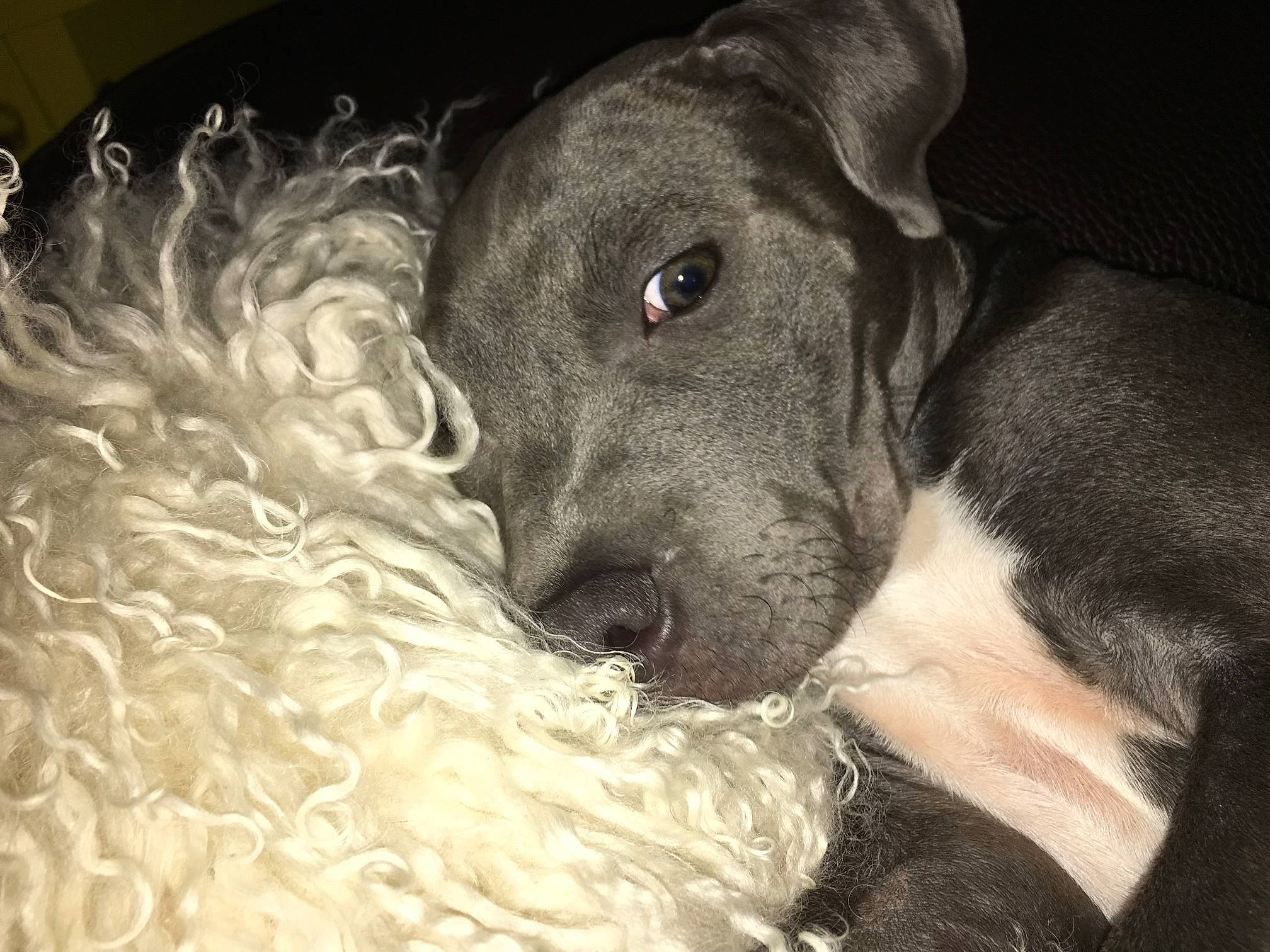 Laïko a rejoint le concours — aidez-le/la à gagner de superbes lots ! borador, bored, canidae, carnivore, comfort, companion_dog, dog, dog_breed, ear, fawn, fur, guard_dog, gun_dog, non_sporting_group, snout, sporting_group, terrestrial_animal, whiskers, working_animal