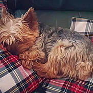 Moutik a rejoint le concours — aidez-le/la à gagner de superbes lots ! animal, comfortable, companion, cozy, cushion, cute, dog, domestic_animal, fur, furry, home, indoor, mammal, pet, pillow, plaid, relaxed, resting, sleeping, small_dog