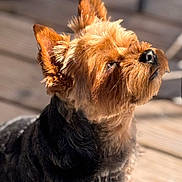 Moutik participe au concours pour gagner de l'argent avec cette photo : dog, small_dog, sunlight, outdoor, wooden_deck, pet, fur, ears, nose, close_up, daylight, animal, canine, brown, black, cute, relaxed, peaceful, fluffy, portrait