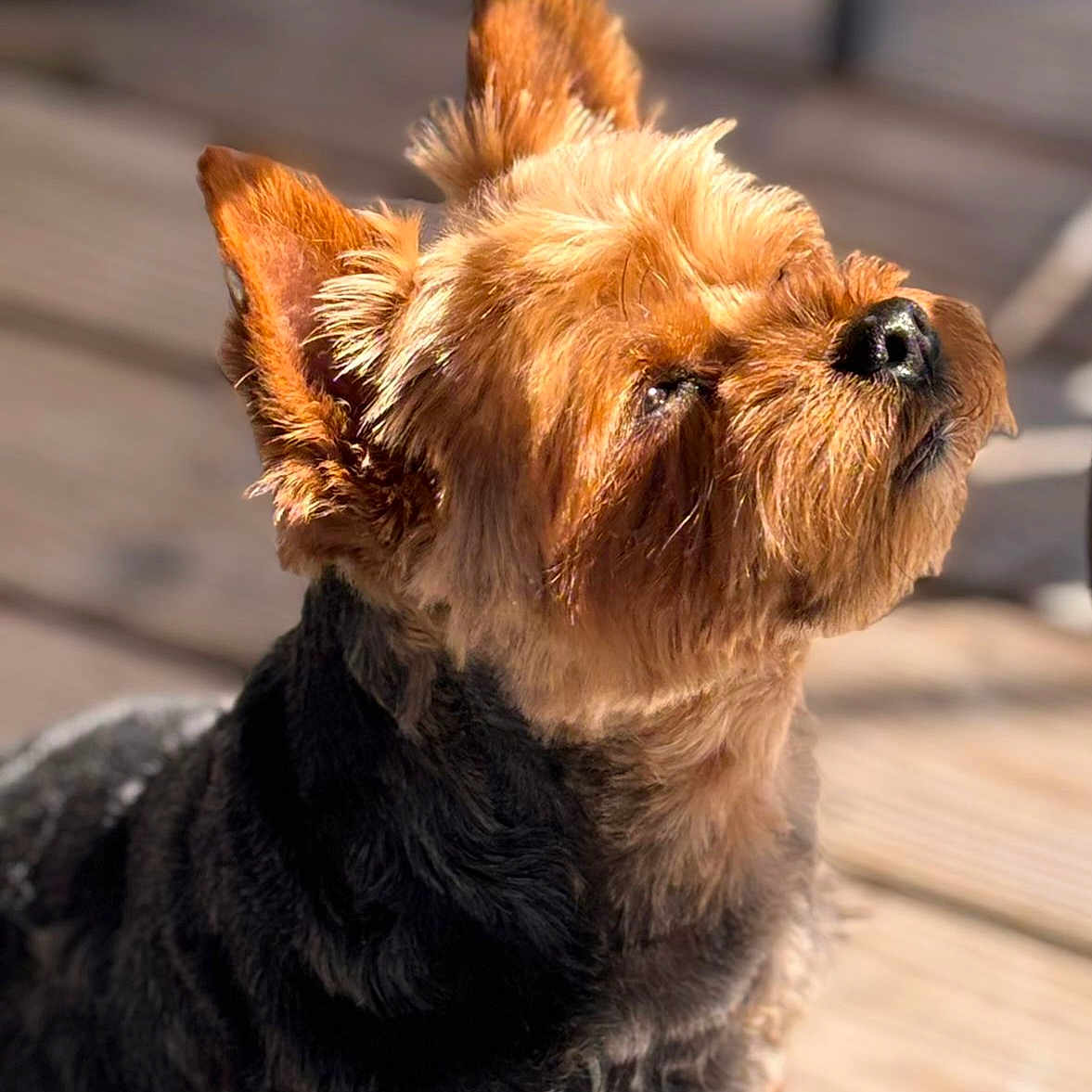 Moutik participe au concours pour gagner de l'argent avec cette photo : dog, small_dog, sunlight, outdoor, wooden_deck, pet, fur, ears, nose, close_up, daylight, animal, canine, brown, black, cute, relaxed, peaceful, fluffy, portrait
