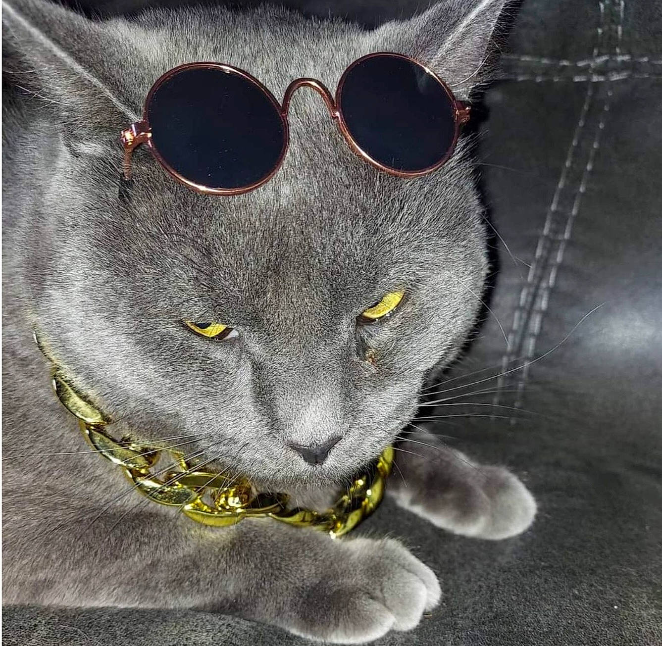 Eclipse joined the competition — help win amazing prizes! black_cat, carnivore, cat, domestic_short_haired_cat, electric_blue, felidae, font, fur, grey, illustration, photo_caption, russian_blue, sleeve, small_to_medium_sized_cats, snout, sunglasses, tail, terrestrial_animal, whiskers, window