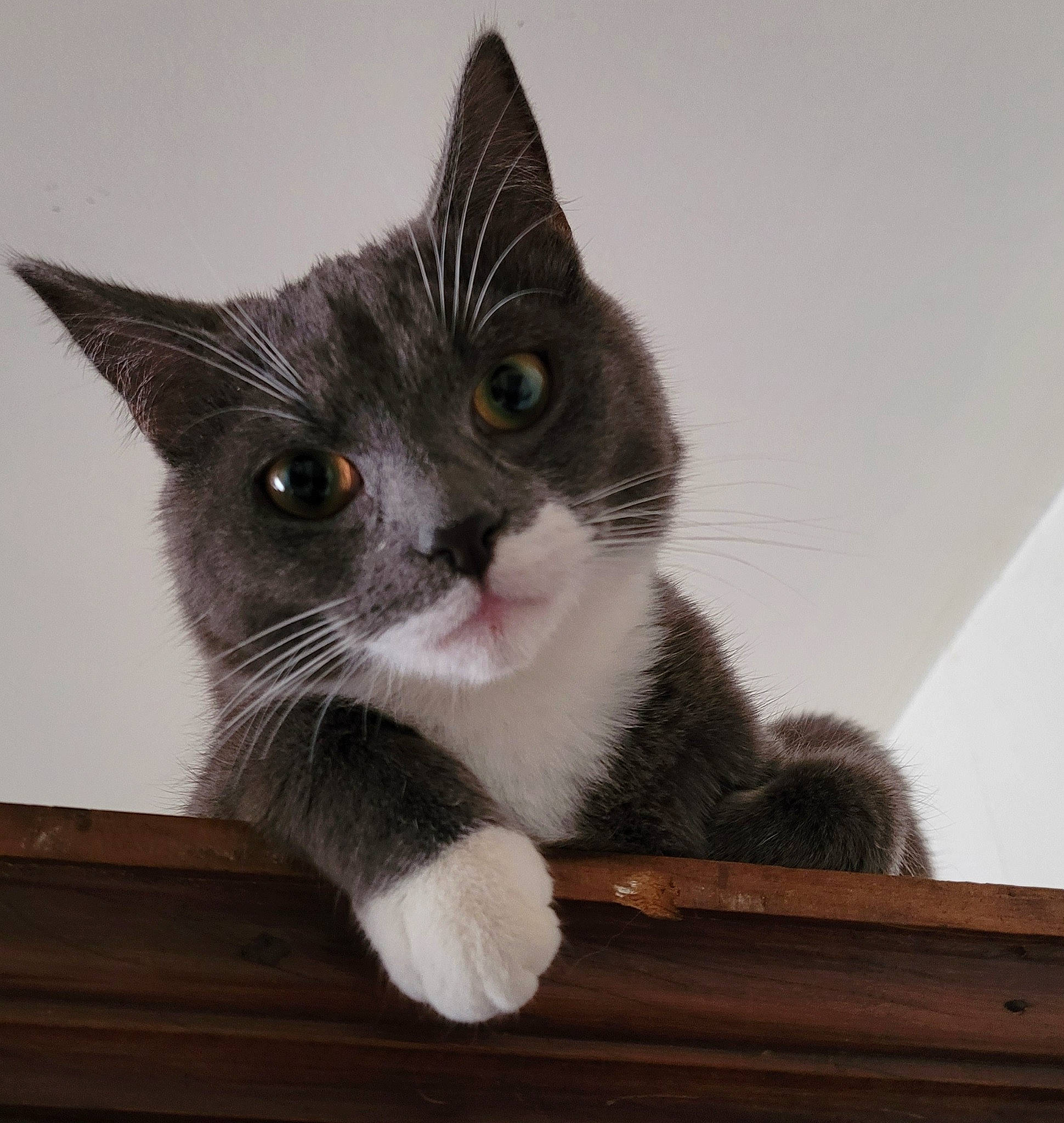 Shanelle participe au concours pour gagner de l'argent avec cette photo : box, cardboard, carnivore, cat, cat_furniture, claw, comfort, domestic_short_haired_cat, ear, felidae, fur, hardwood, paw, small_to_medium_sized_cats, tail, whiskers, window, wood