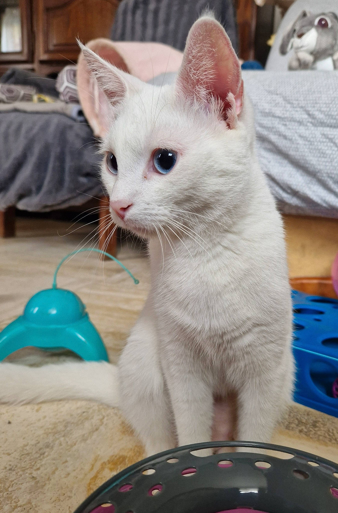 Mochie a rejoint le concours — aidez-le/la à gagner de superbes lots ! automotive_tire, carnivore, cat, cat_supply, domestic_short_haired_cat, fawn, felidae, fur, paw, small_to_medium_sized_cats, snout, tail, whiskers