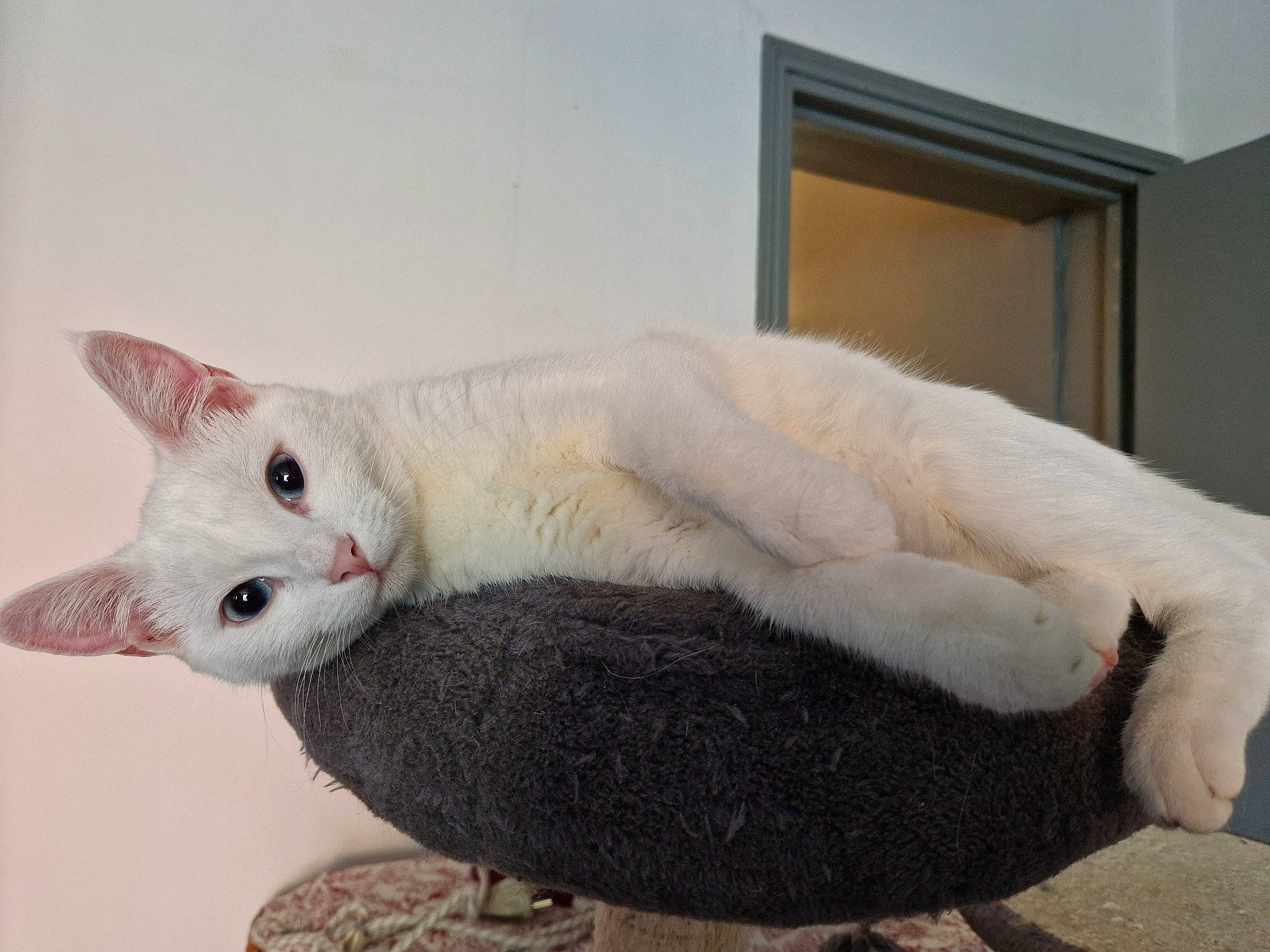 Mochie participe au concours pour gagner de l'argent avec cette photo : carnivore, cat, cat_bed, cat_supply, claw, comfort, domestic_short_haired_cat, fawn, felidae, fur, paw, small_to_medium_sized_cats, snout, tail, vertebrate, whiskers, window