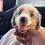 Alias participe au concours pour gagner de l'argent avec cette photo : puppy, dog, pet, animal, cute, smiling, hand, indoor, car, dashboard, navigation_screen, fur, tongue, nose, eyes, closeup, happy, young, mammal, domestic